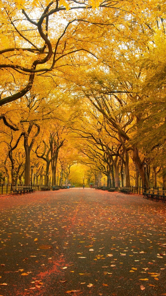 autumn_street_wallpaper